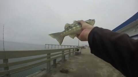 Ocean Beach pier fishing! Bass Fishing!