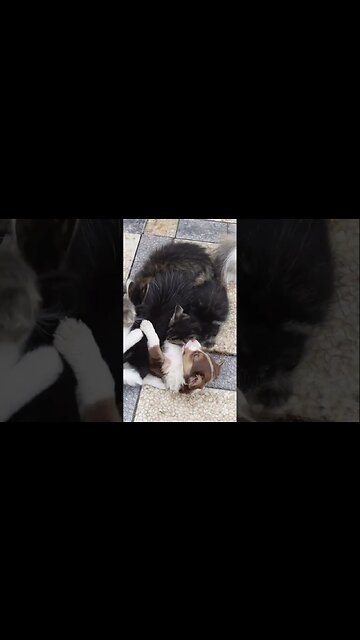 Первая встреча котят и щенков! Самое милое видео