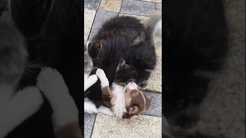 Первая встреча котят и щенков! Самое милое видео
