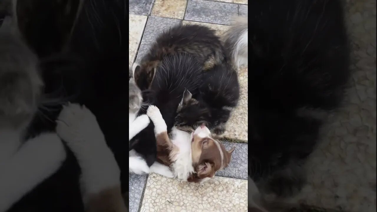 Первая встреча котят и щенков! Самое милое видео