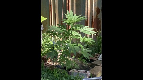 My First Grow