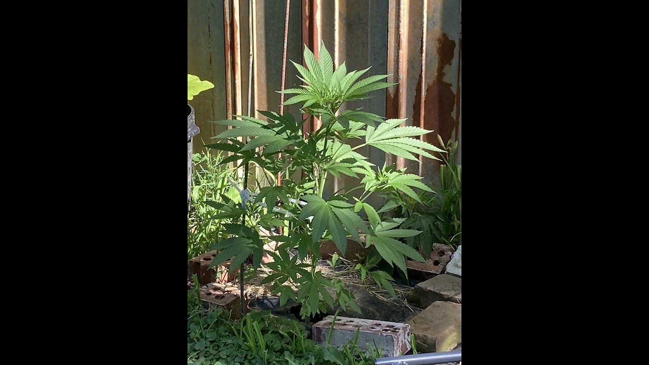 My First Grow