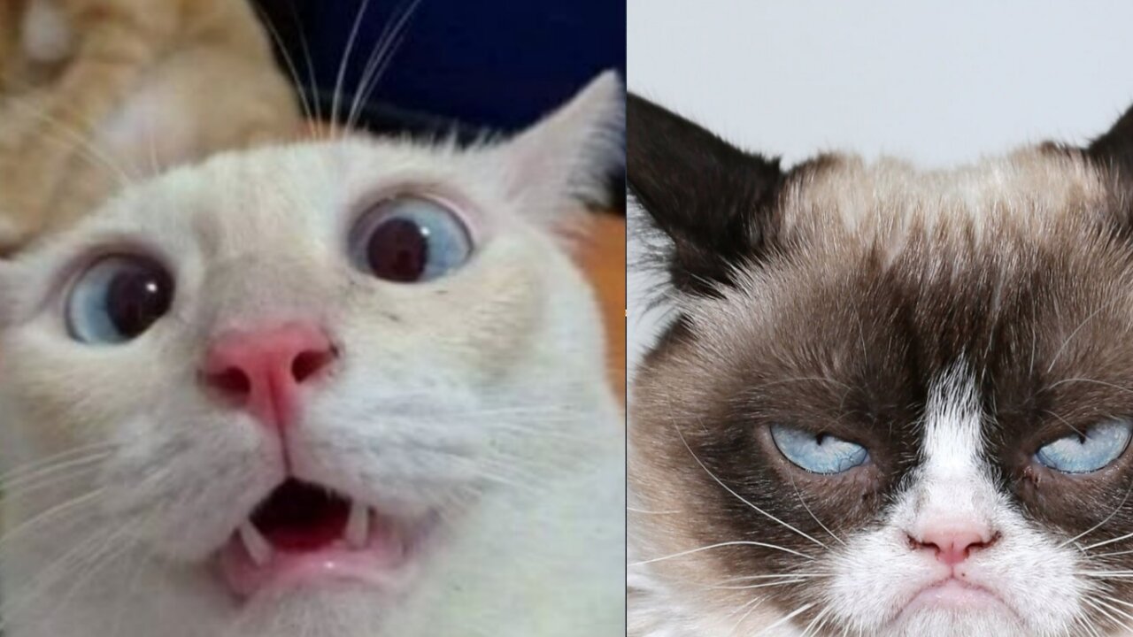 funny cat videos 🐱/#cat fun #3🐱