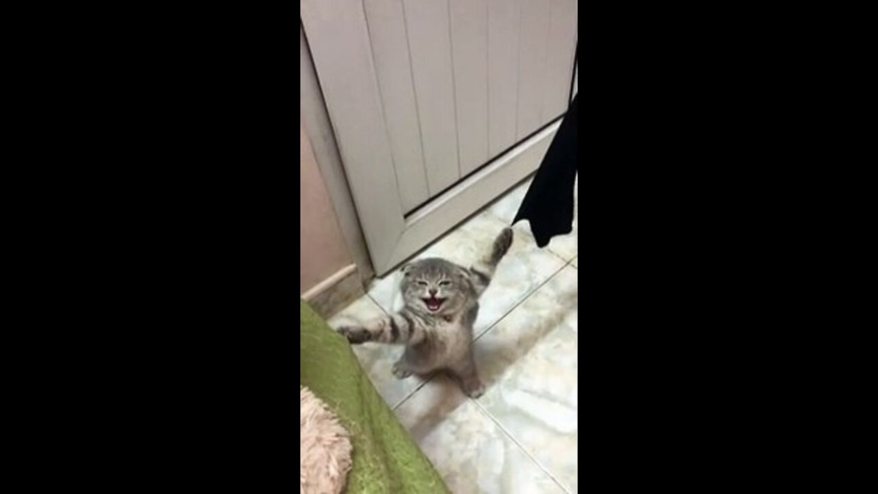 This Cat Got Stuck