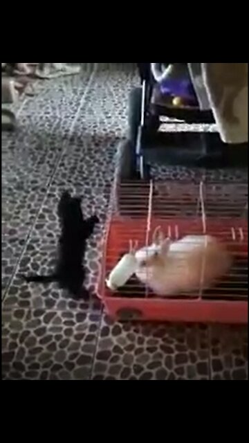 Funny rabbit and little kitty :D