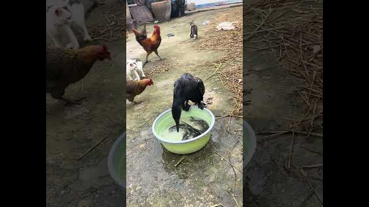 great cormorant eats the whole fish instantly_