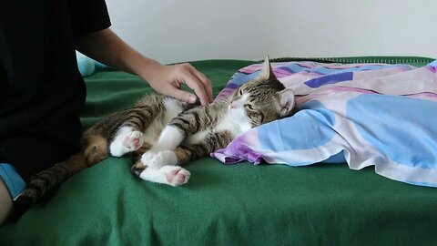 I Wants Pets, Human!