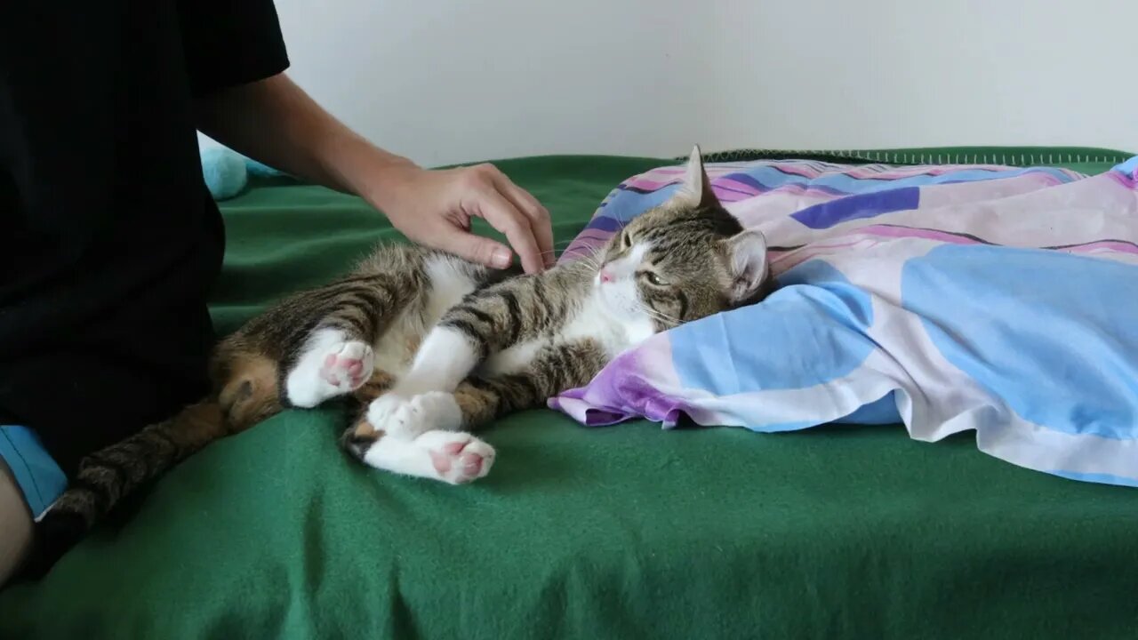 I Wants Pets, Human!