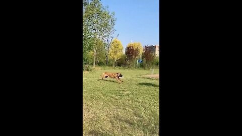 How your dog can jumps up