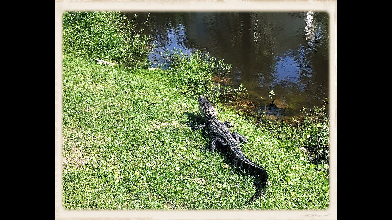 Later Alligator!