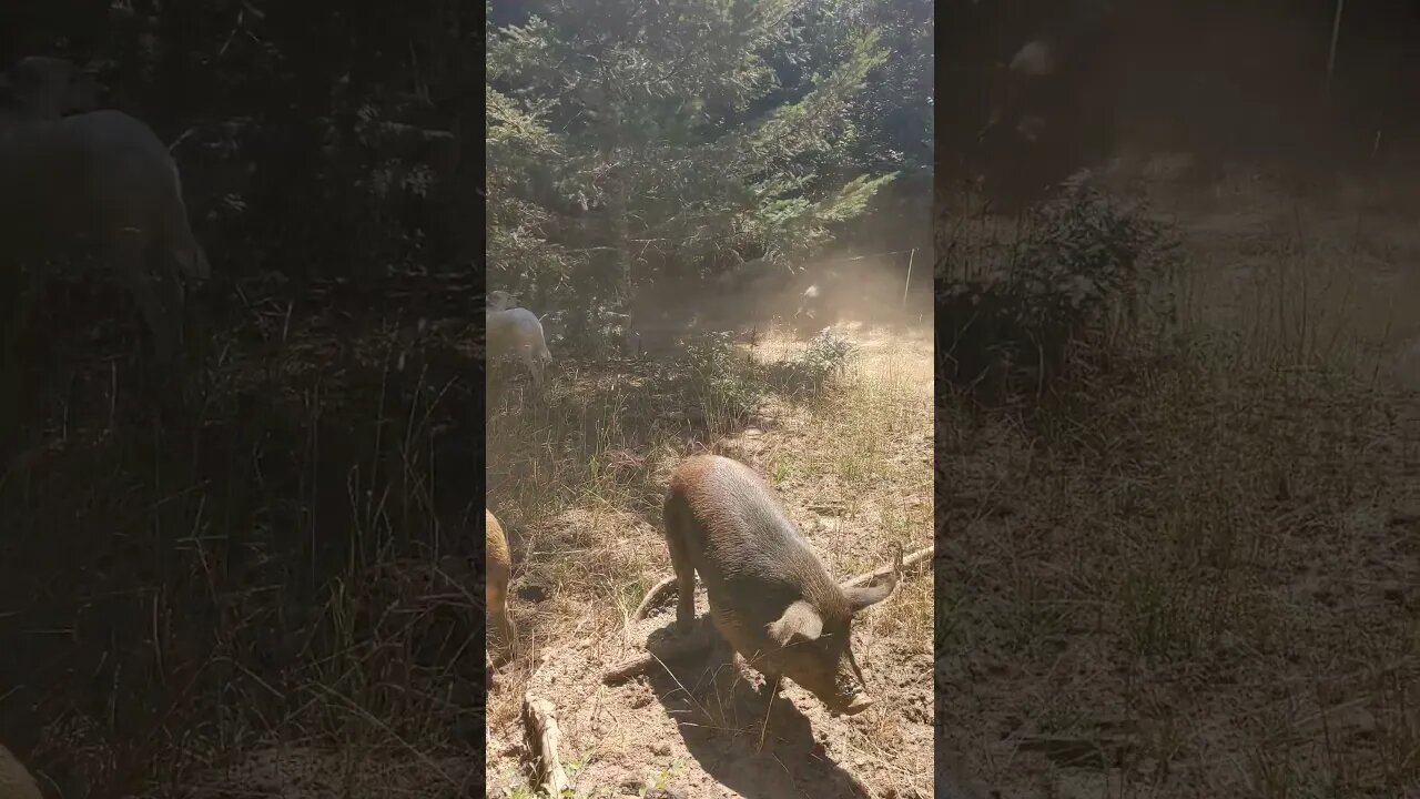 Here piggie piggie piggies! Say hello to Homicide Hill.