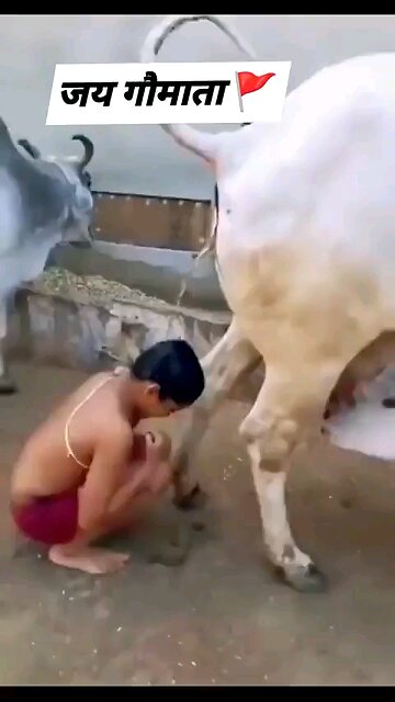 Indian Sanghi israeli supporter take a bath in fresh cow urine.🤢
