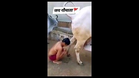 Indian Sanghi israeli supporter take a bath in fresh cow urine.🤢