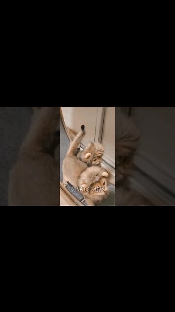 QUANDO VOCÊ DIZ QUE É CORAJOSO🤣🤣🤣