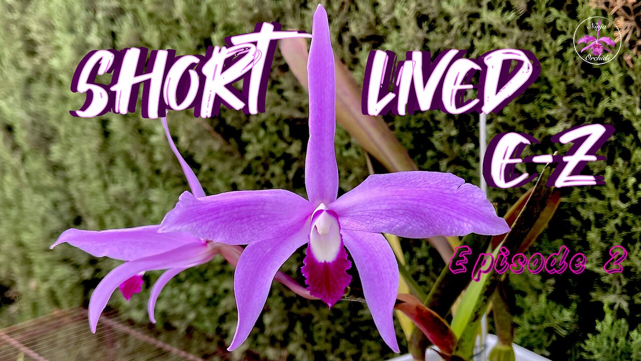 Fragrant Orchids with Short-Lived Blooms Essential Care Tips & Bloom Time Guide Incl. #ninjaorchids