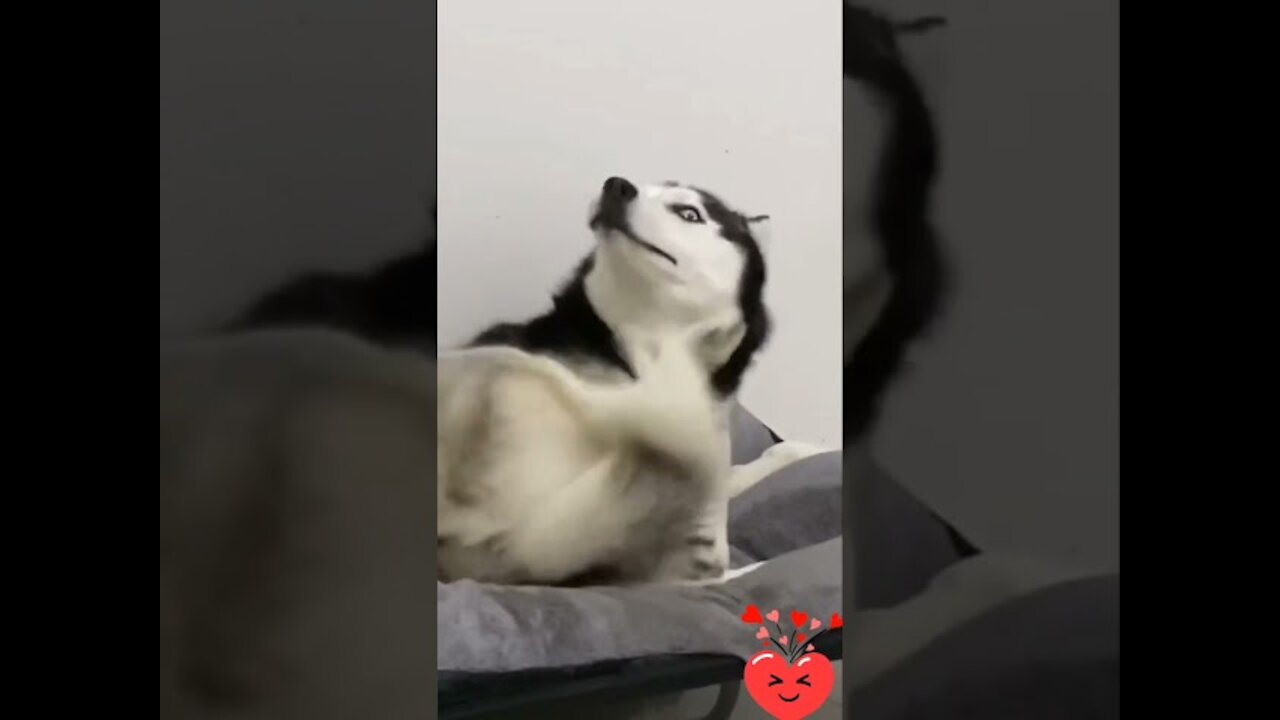 FUNNY ANIMALS #short