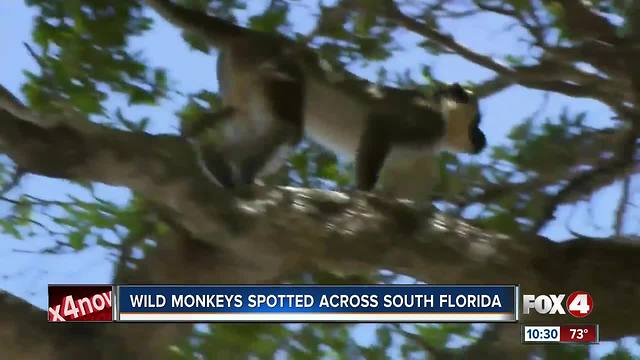 Wild Monkeys Spotted Across South Florida