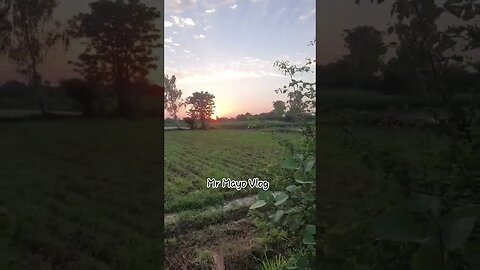 Sunset view in Agriculture fields #ytshortsvlog #agriculture #travel #travelvlog #trend