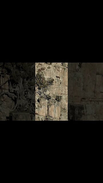 wolves vs goats 🐐 #animals #shorts