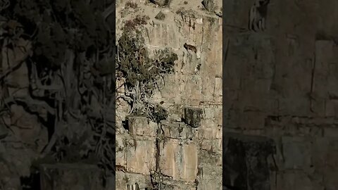 wolves vs goats 🐐 #animals #shorts