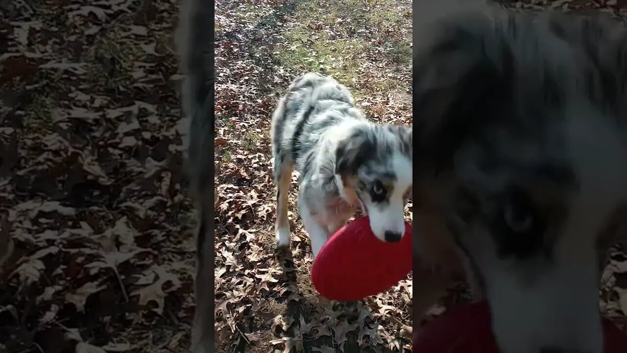 #aussie #puppy #playing #fetch