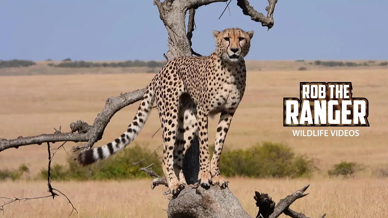 Male Cheetah Calling For A Mate | Lalashe Maasai Mara Safari