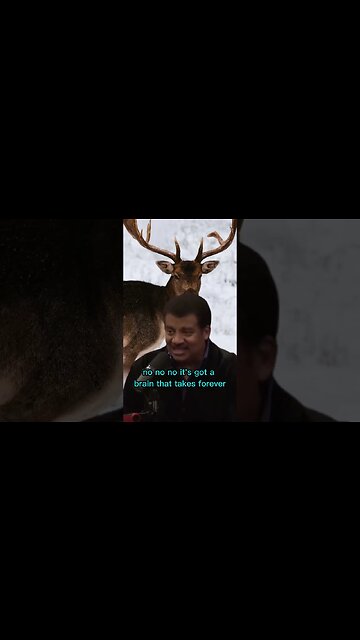 Neil Degrasse Tyson is angry about stupid deers crossing the road - Joe Rogan