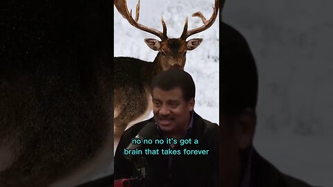 Neil Degrasse Tyson is angry about stupid deers crossing the road - Joe Rogan