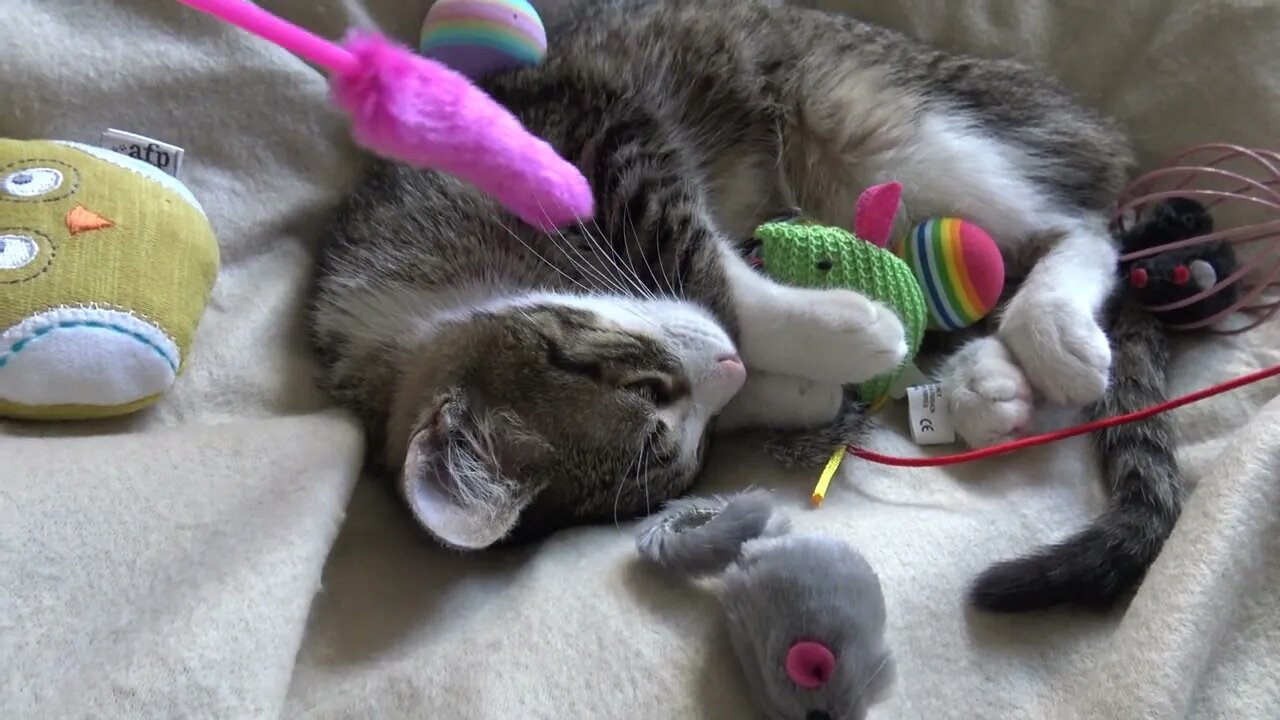 Baby Cat Kisses His Toy Mouse and Sneezes