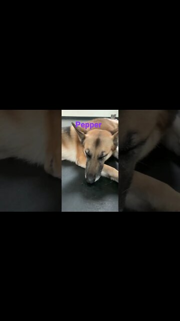 [Shorts 161] PEPPER [#dogs #doggos #doggos #puppies #dogdaycare]