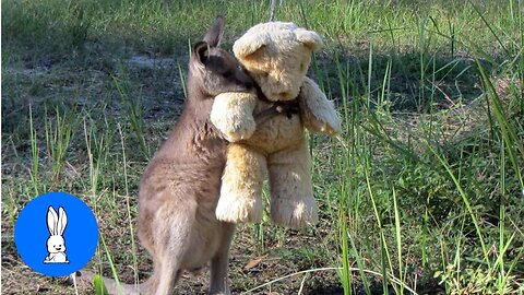Baby Kangaroos & Joeys - CUTEST Compilation