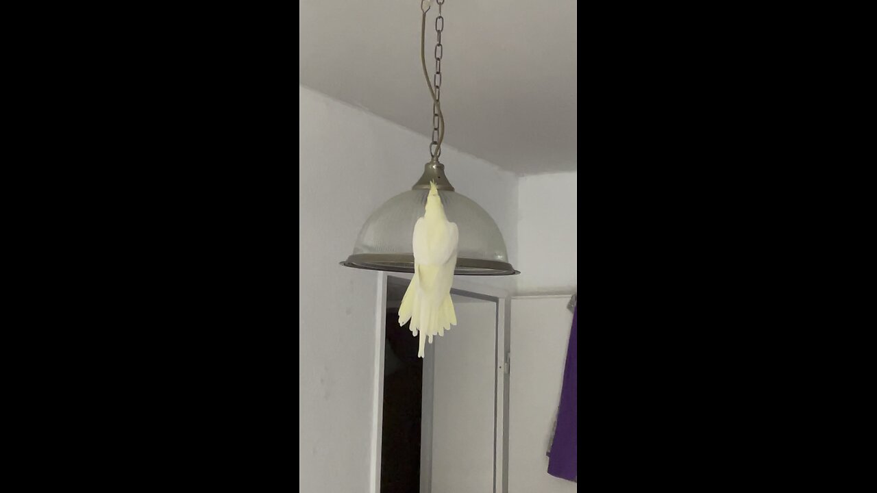Beautiful Cockatiels