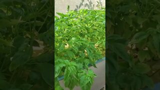 Aquaponic Basil (DWC aquaponics) #shorts