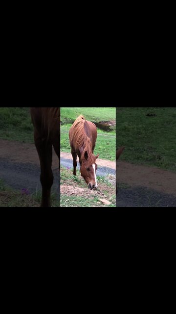 Stunning chestnut brumby grazes the Spring pasture