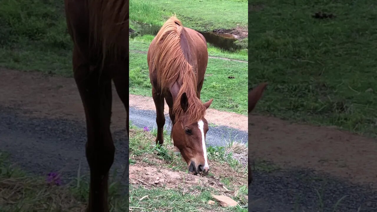 Stunning chestnut brumby grazes the Spring pasture