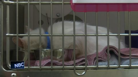 Wisconsin Humane Society rescues dozens of cats from hoarding situation