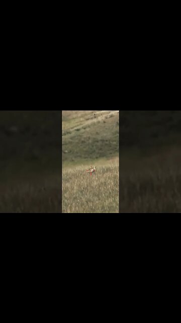 Hunting Coyotes #shorts #dog #animals #hunter #187