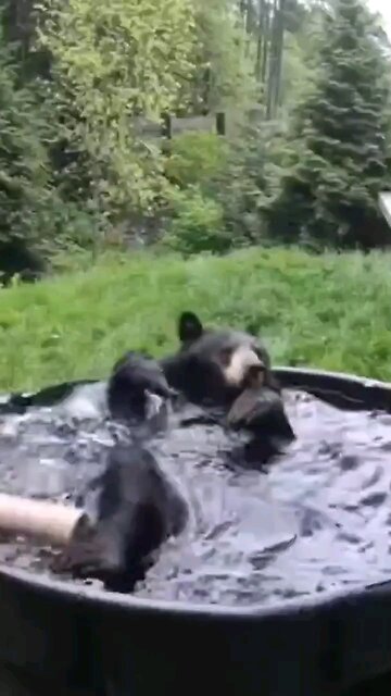 Bear in bath tub, having a great time @Oregon Zoo #wildlife #bears #shorts #short #shortvideo #cute