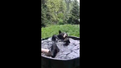 Bear in bath tub, having a great time @Oregon Zoo #wildlife #bears #shorts #short #shortvideo #cute