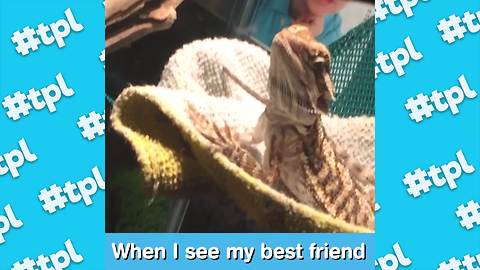 "Funny Pet Memes Compilation | Caption This!"