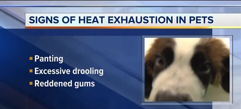 Signs of heat exhaustion in pets