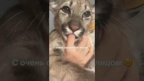 #shorts Смешные животные из Тик Ток 154 Funny animals from Tik Tok