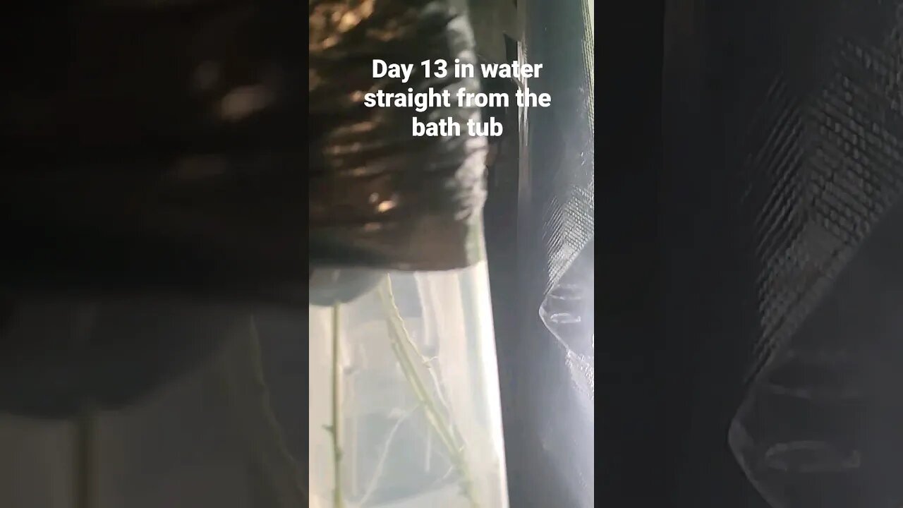 Bathtub water clone update