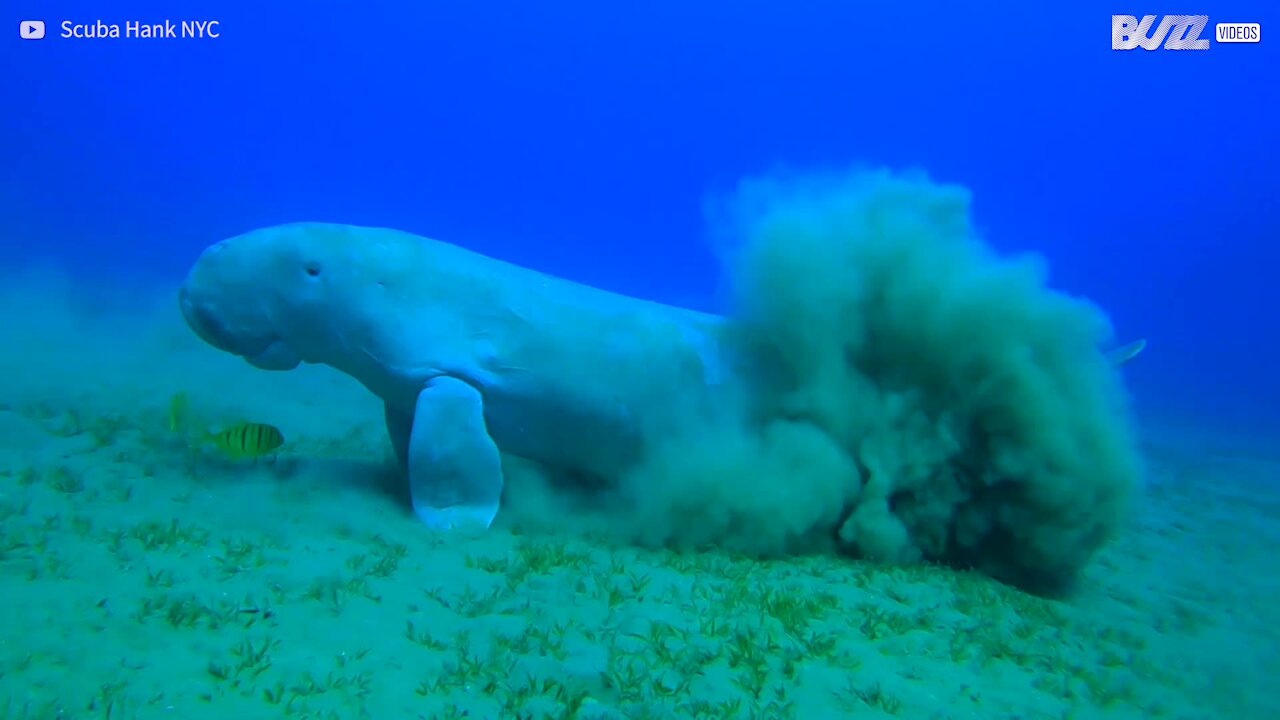 7 dias de mergulho no Mar Vermelho