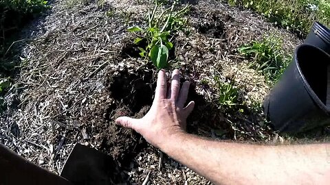 Saving What We Can From Our Homestead Garden