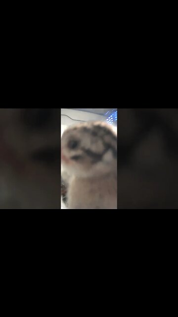 Chick sees camera