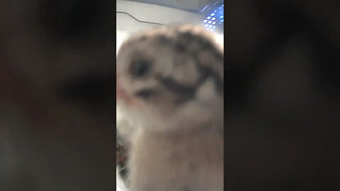 Chick sees camera