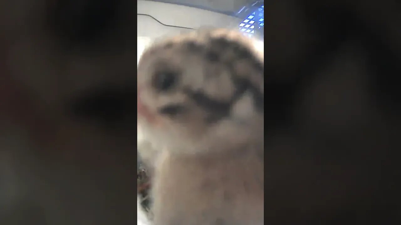 Chick sees camera