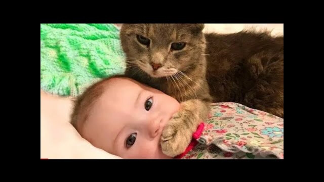 Funniest cats and dogs - funny animal video-funny videos 2022