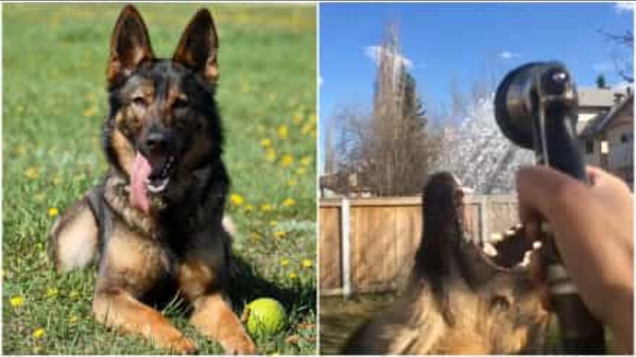 Un cane che beve solo in un particolarissimo modo